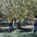 BITONTO, FINO A 50MILA ULIVI A RISCHIO PER NUOVI IMPIANTI FOTOVOLTAICI.