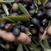 THE FIRST ITALIAN NATIONAL OLIVE GROVE IS REALITY, SICOLO: “GOOD NEWS MADE POSSIBLE THANKS TO THE CONSTANT WORK OF THE WHOLE CHAIN”